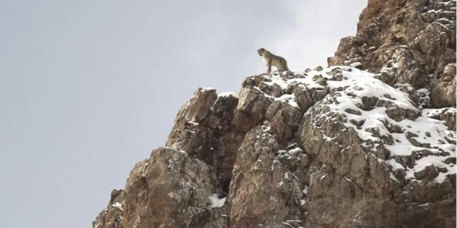 Leopardul zăpezilor