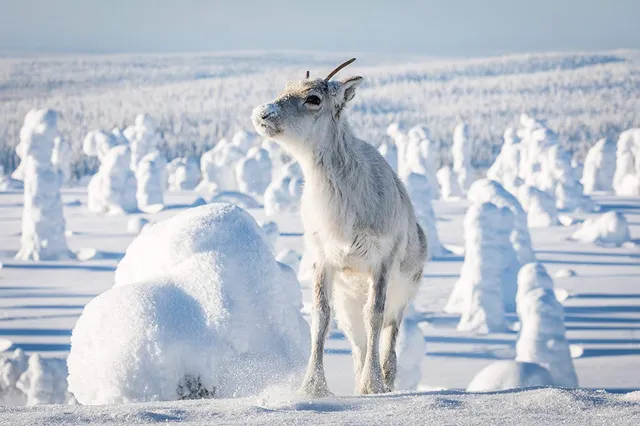 Ailo – Aventuri în Laponia